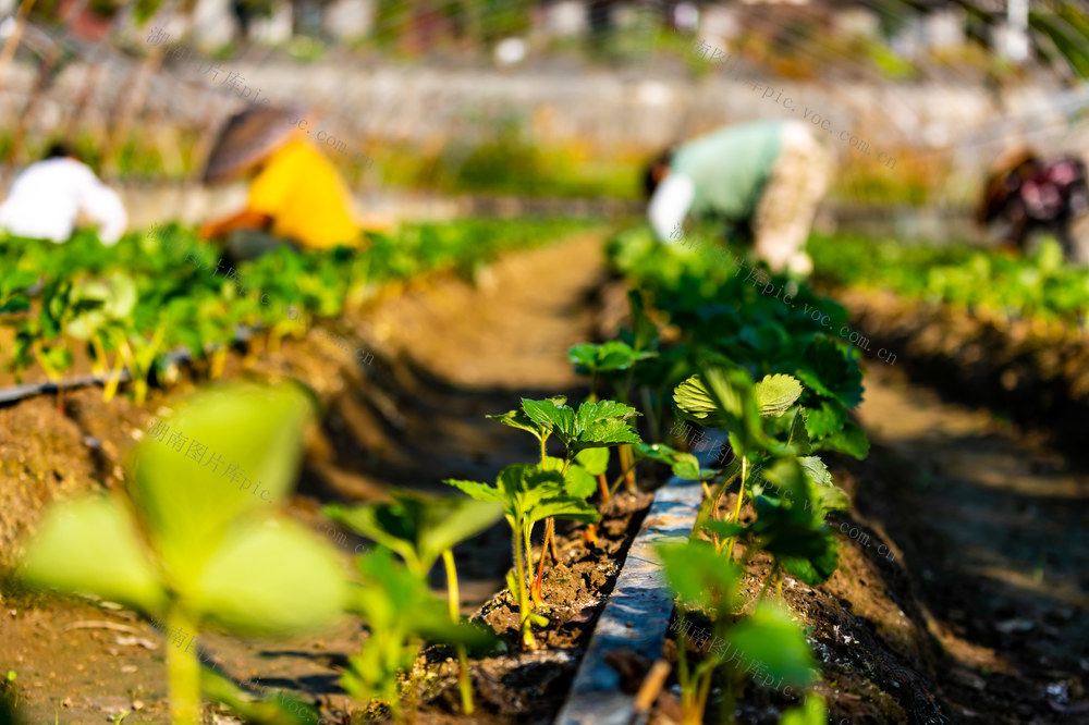 草莓  农业  农事  秋天  湘西