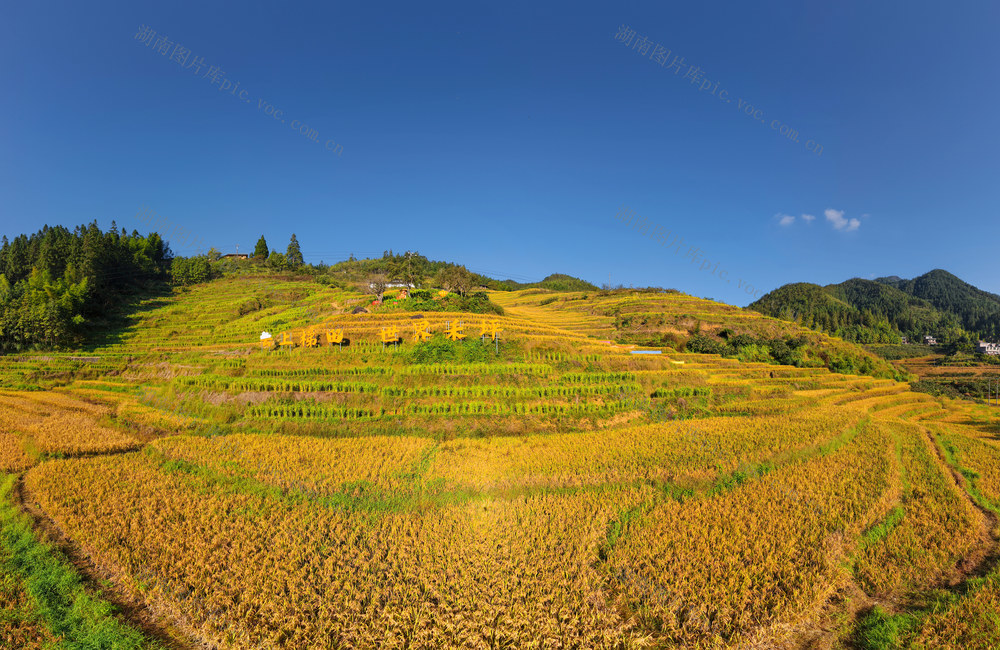 湖南桂东 云上梯田 新颜  桂东禾坪