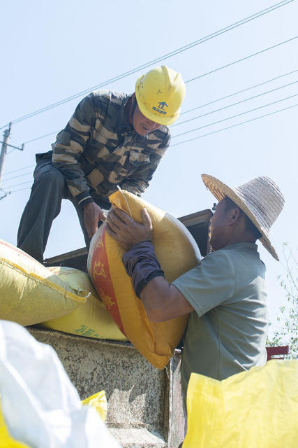 娄底 水稻 秋收 抢收 农民