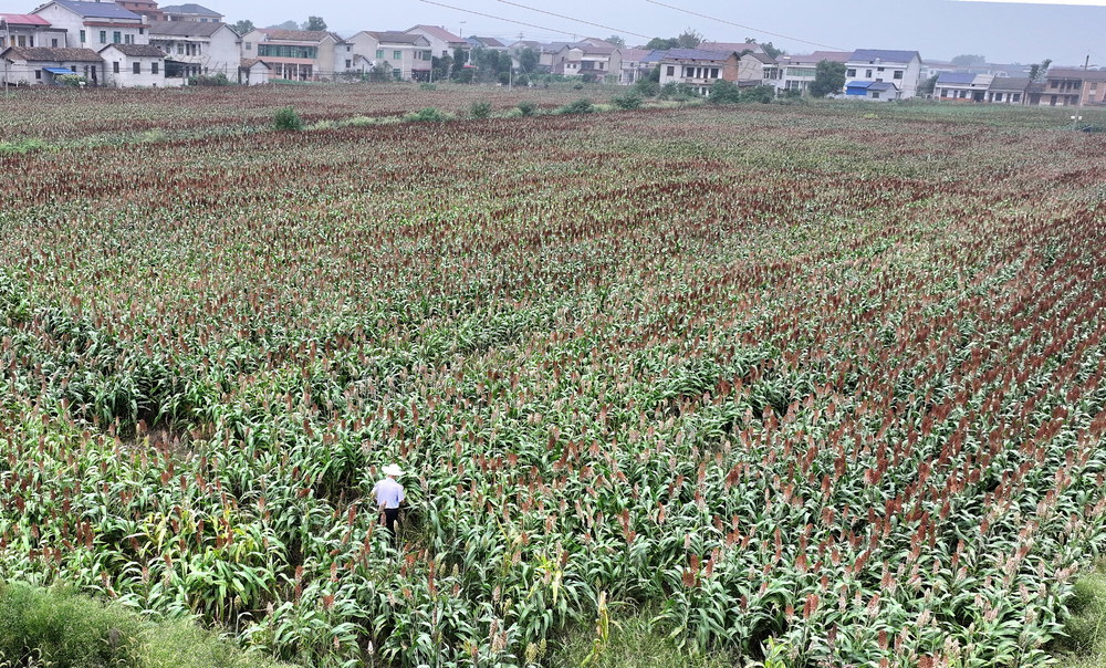 丰收口在口望口红囗高粱
