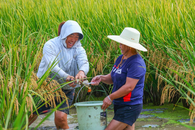 湖南，龙山，生态，种养，水稻，鱼，丰收，增收