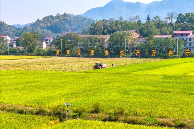 粮食生产  双季稻  晚稻  丰收  金秋  农机  颗粒归仓  示范