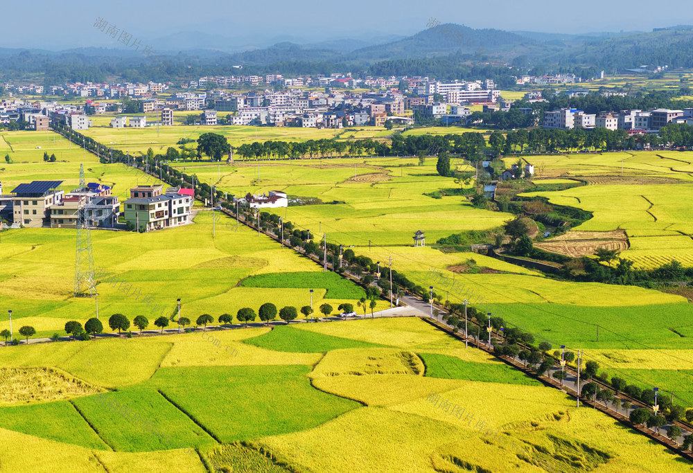 嘉禾：金秋田园 “丰“景美
