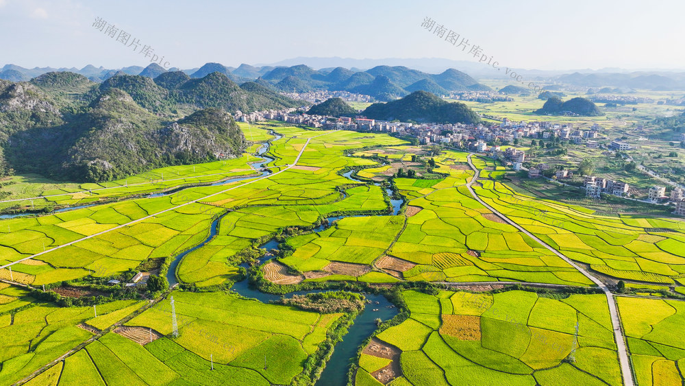 水稻  丰收  稻浪  千重  画卷