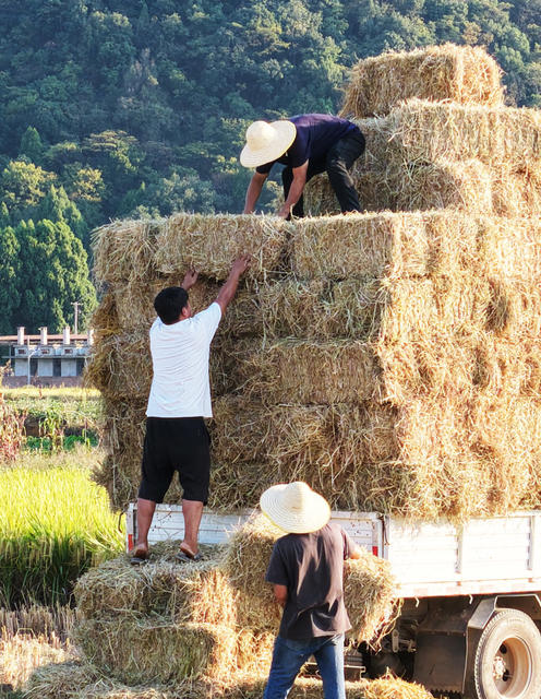 新田：稻草利用 变废为宝