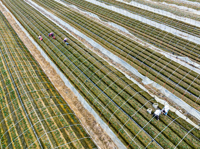 草莓苗 管护 坪朗村