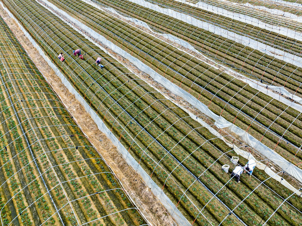 草莓苗 管护 坪朗村