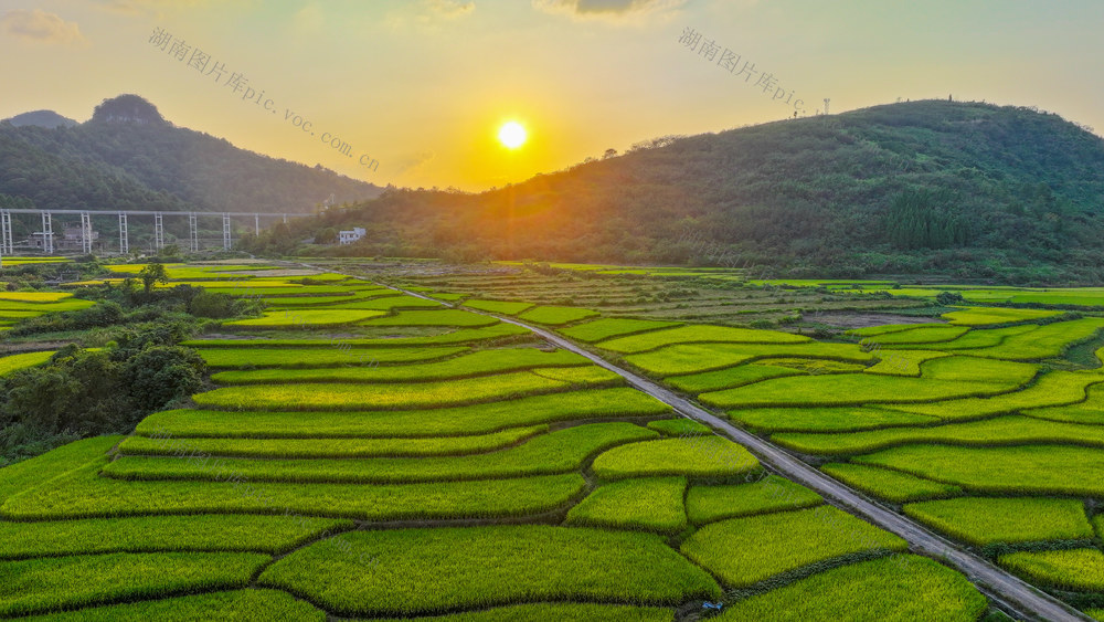 梯田  水稻  丰收  画卷