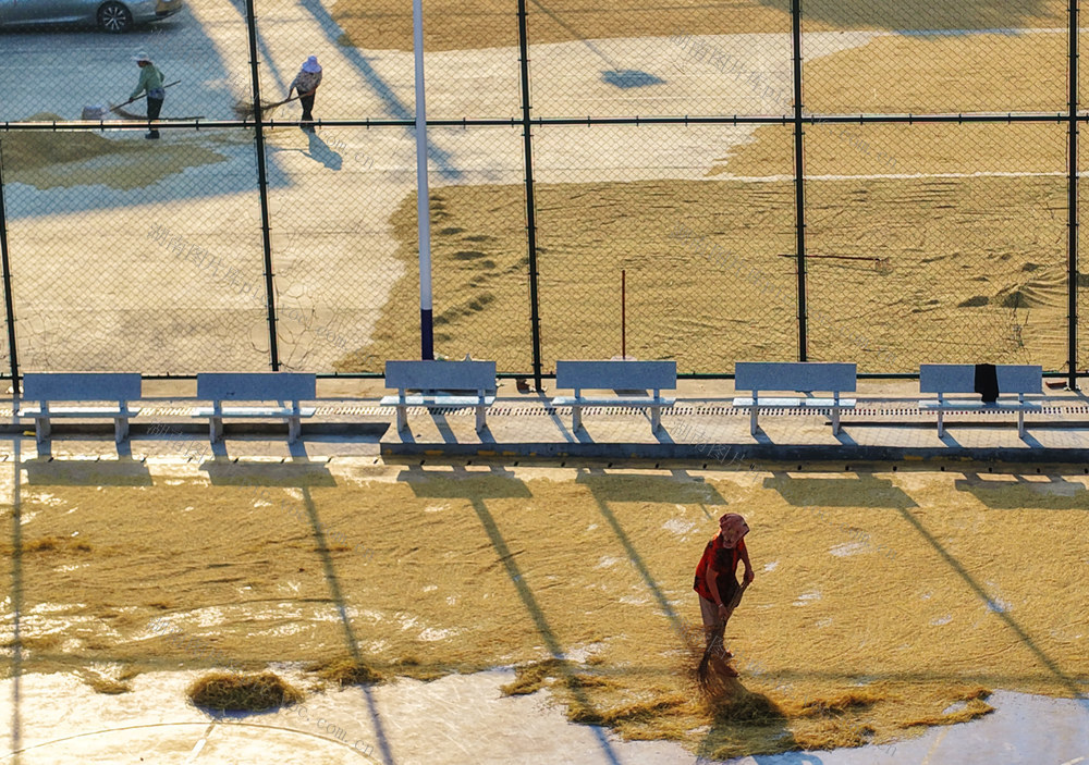 嘉禾：乡村晒秋忙
