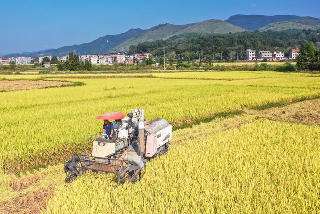 农机 晚稻 水稻 粮食 丰收 农业