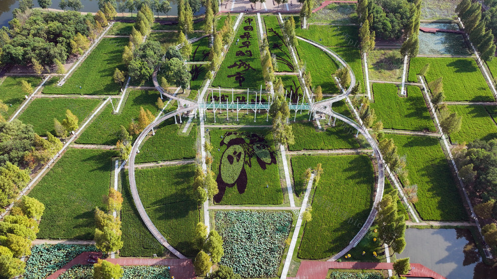 澧县稻田彩绘。杨翠辉摄于2025年9月7日