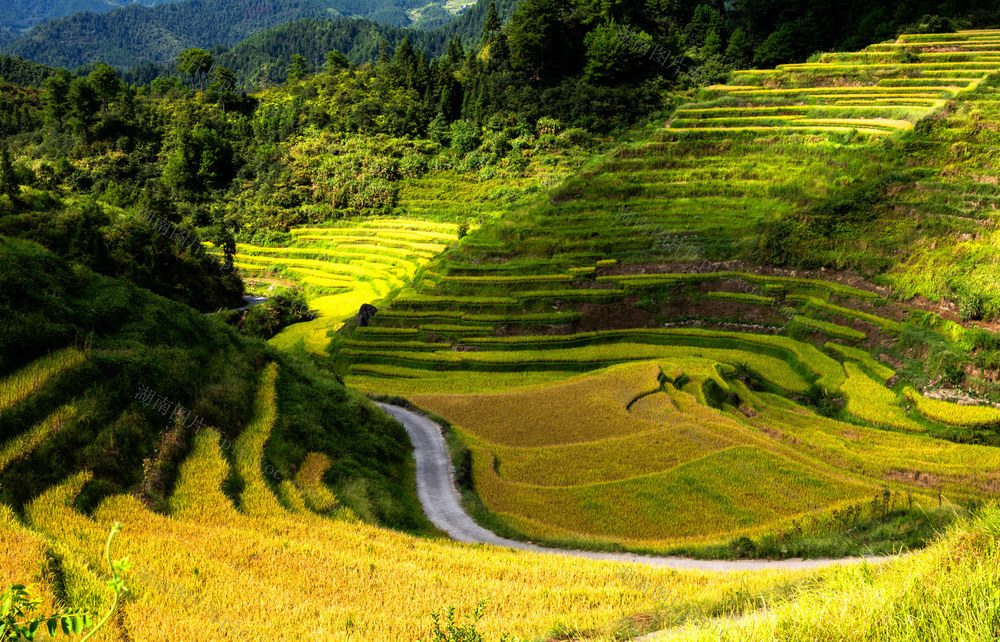 风光  梯田  稻谷黄