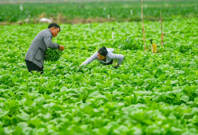 湖南道县：蔬菜采收忙