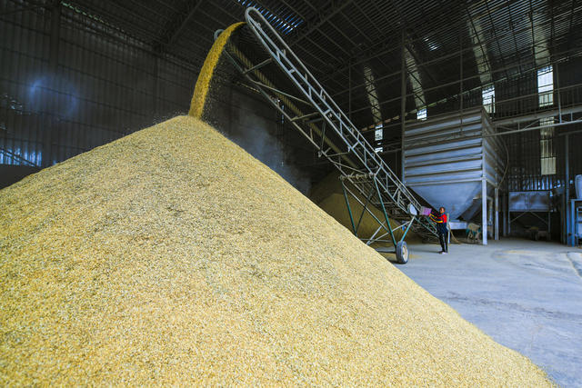 粮食日 “三秋”生产 秋收 粮食加工  烘干  规模化粮食加工烘干 粮食安全