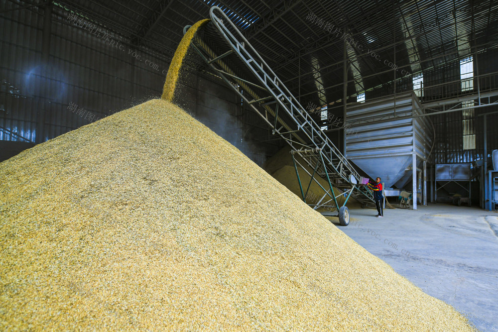 粮食日 “三秋”生产 秋收 粮食加工  烘干  规模化粮食加工烘干 粮食安全