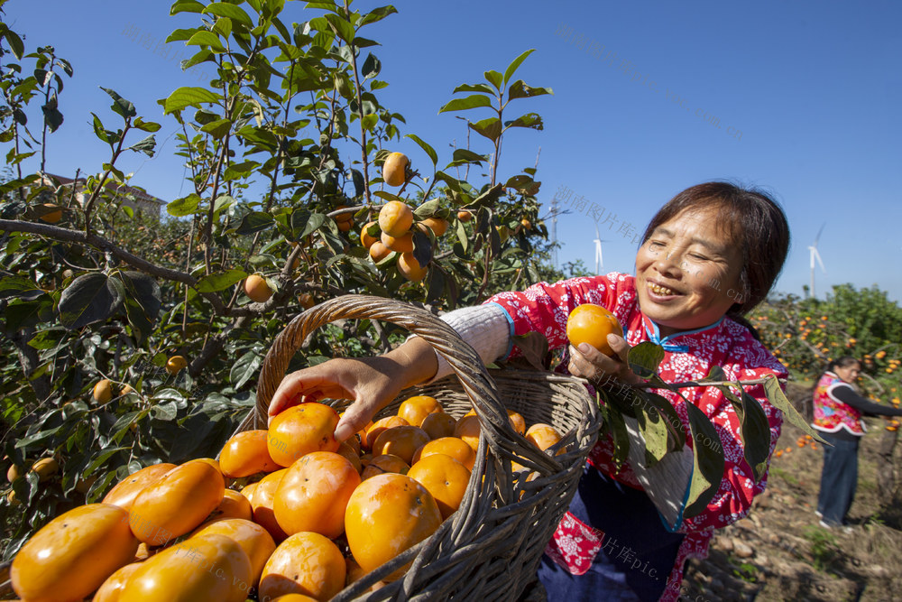 柿子 甜柿子 果园 采摘 收获 农家女 老党员 退伍军人 垦荒 植树 劳动模范 国土绿化 退伍不褪色