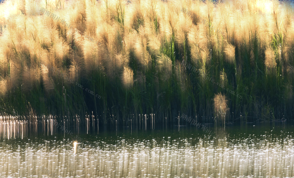 风光  芦苇  光斑