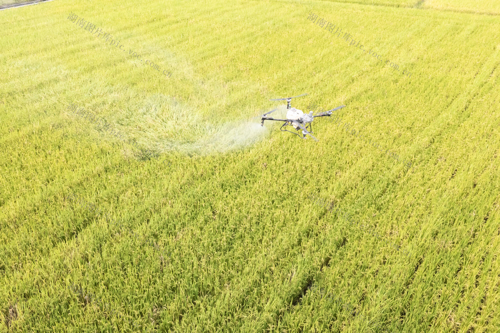 涟源 新农人 无人机 水稻 粮食 科技 智慧 高效