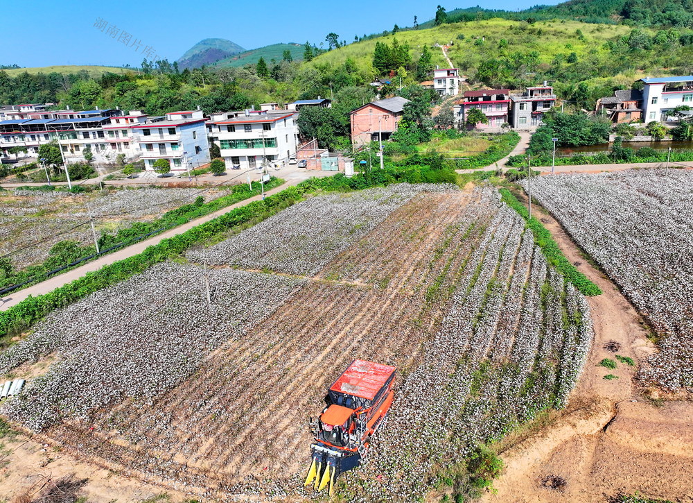 洁白 棉朵 喜迎  丰收