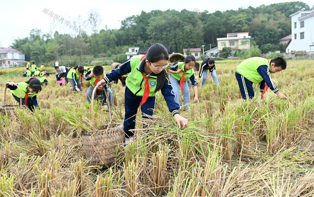 拾稻穗，世界粮食日，劳动，爱粮，惜粮，节约，习惯，教育，学生，稻田，学校，田间地头