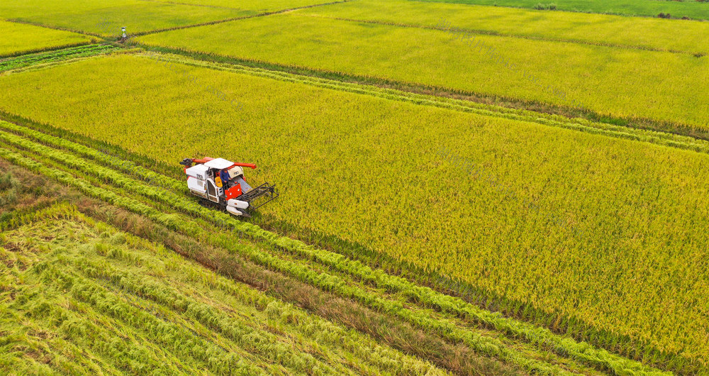 水稻   晚稻  收割  丰收  农业  粮食