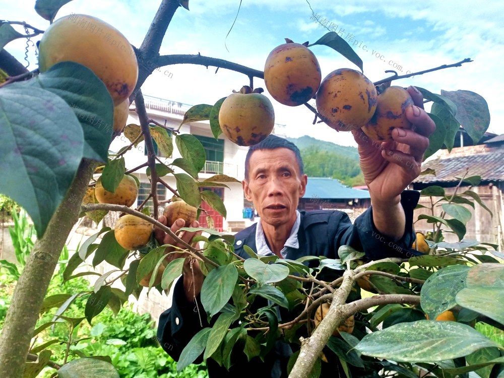 柿子 村民 上市