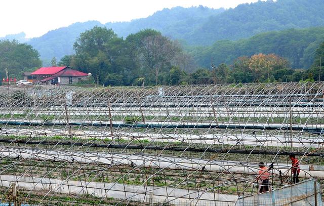 草莓 管护 增收