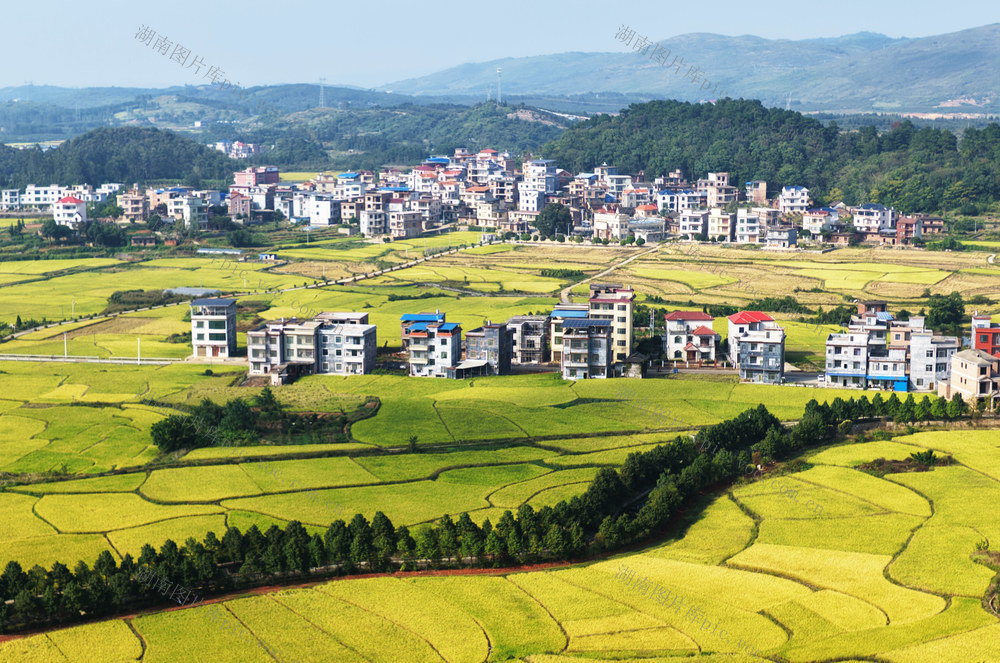 蓝山：金秋大地绘“丰”景