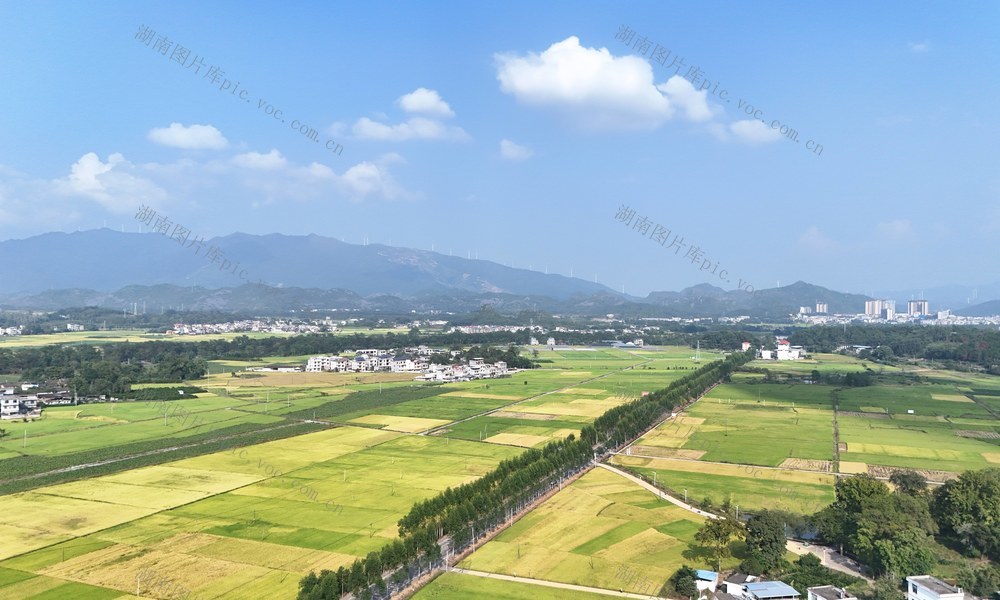 稻浪千重 田园如画