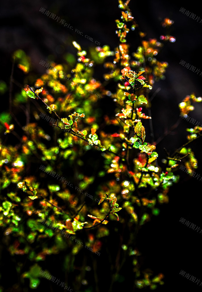 自然  植物  色彩