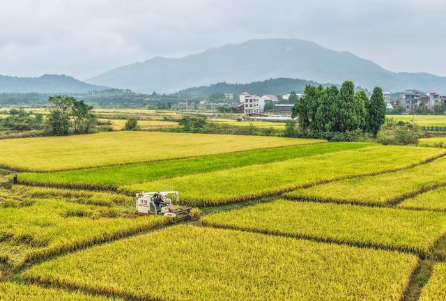 湖南道县：晚稻飘香抢收忙