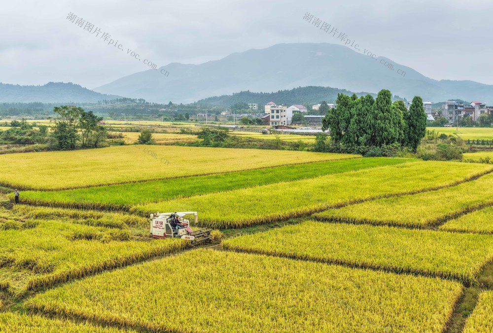 湖南道县：晚稻飘香抢收忙