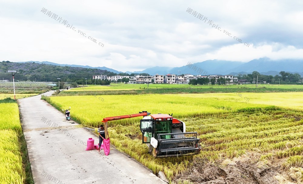 抢收晚稻   颗粒归仓       