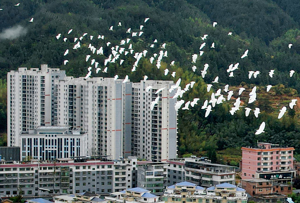 湖南桂东 人 鸟 家园 生态画卷