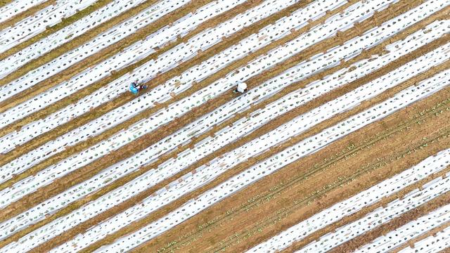 供港蔬菜管护忙