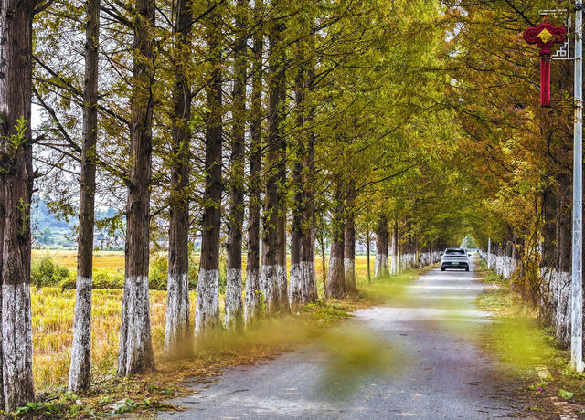大美中国 秋意 秋景  秋色 乡村秋景 美丽秋景