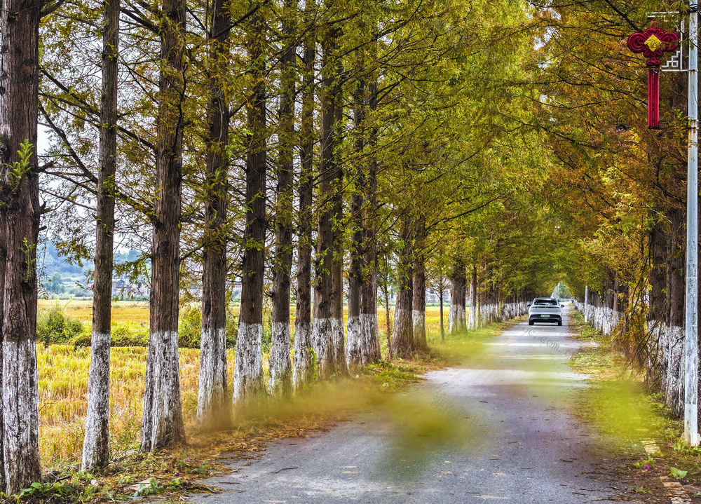 大美中国 秋意 秋景  秋色 乡村秋景 美丽秋景