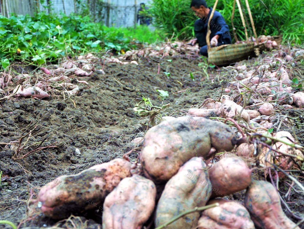 红薯  市场 丰收