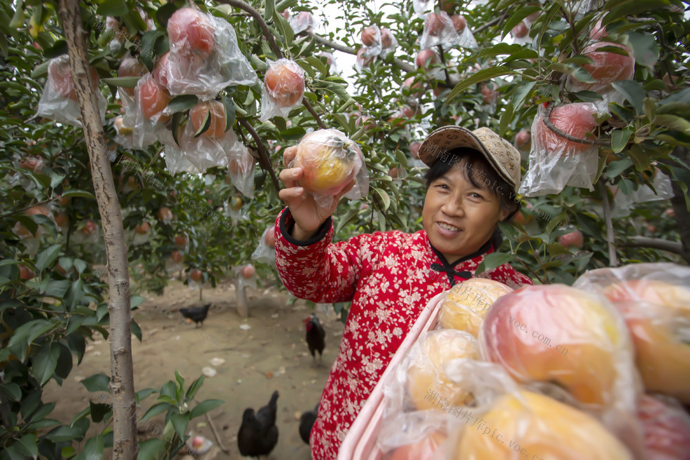 苹果 农家女 采摘园 钙瑞钙果 林下经济 现代农业 可持续发展
