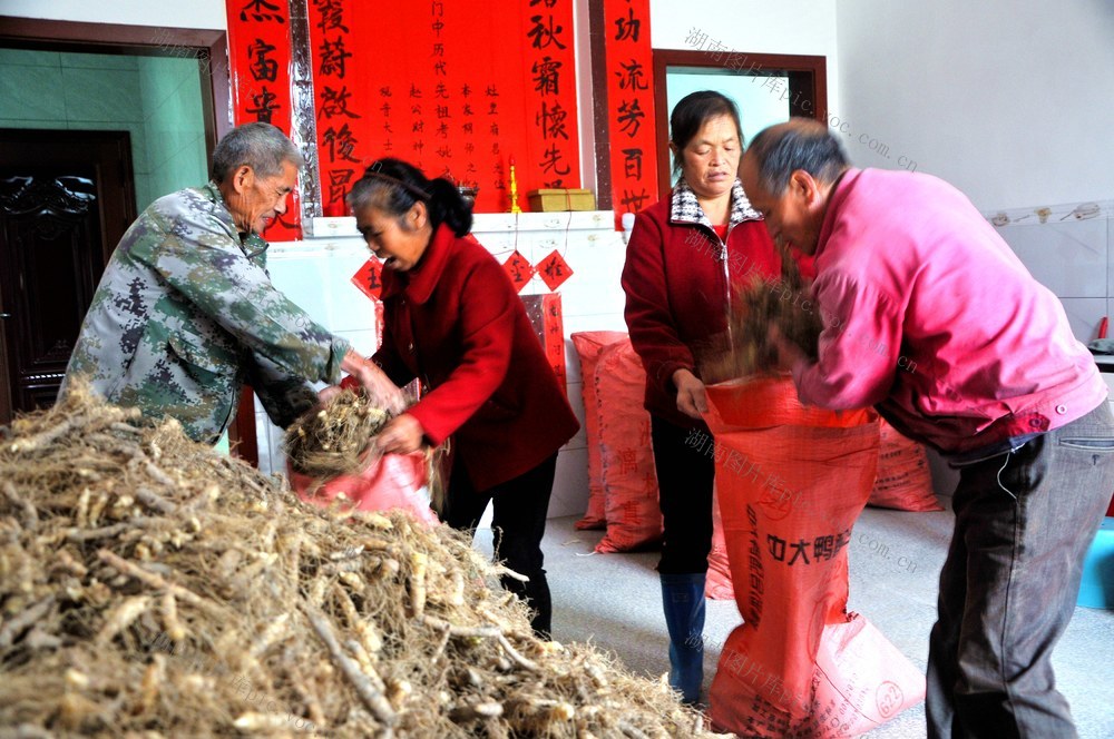 采挖 玉竹  上市