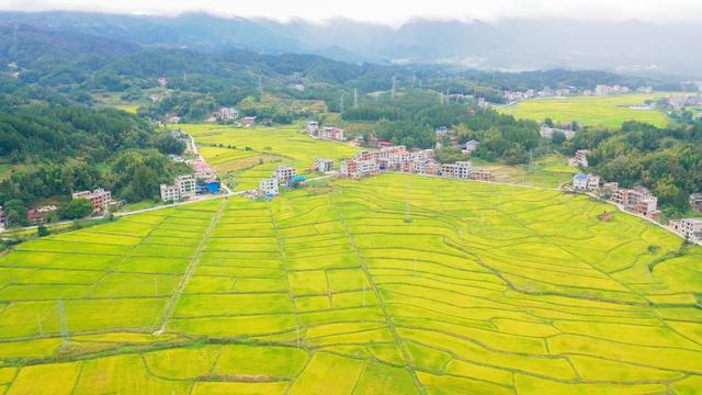 秋色 晚稻 丰收