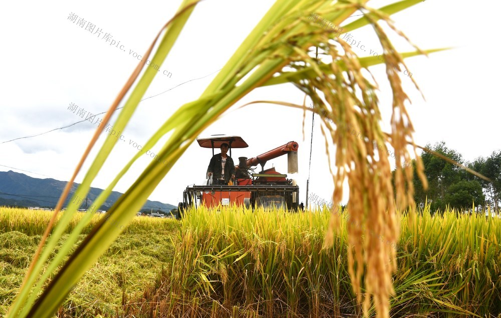 晚稻抢收忙