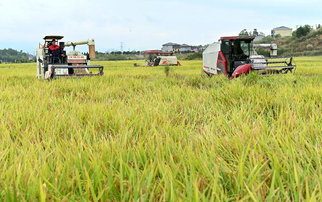 霜降，二十四节气，秋收，稻谷，水稻，农机，收割，农时，农事，忙碌，农业，收割机