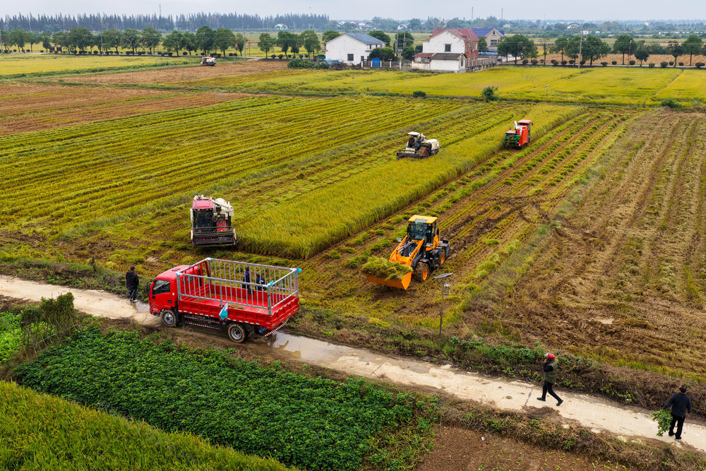 洞庭湖秋收  稻浪翻金迎丰收