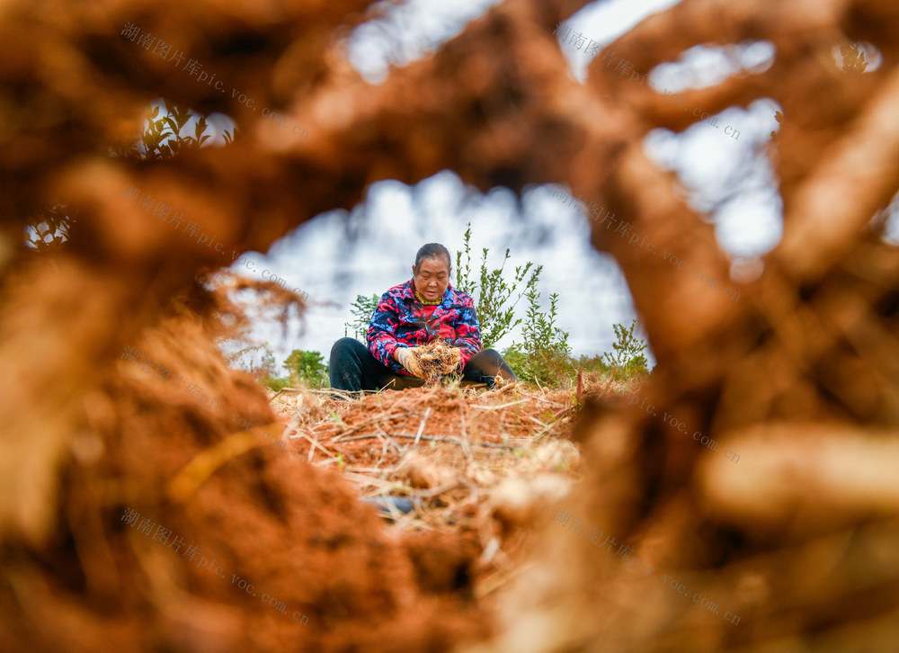 湖南道县：玉竹迎丰收 药香富农家