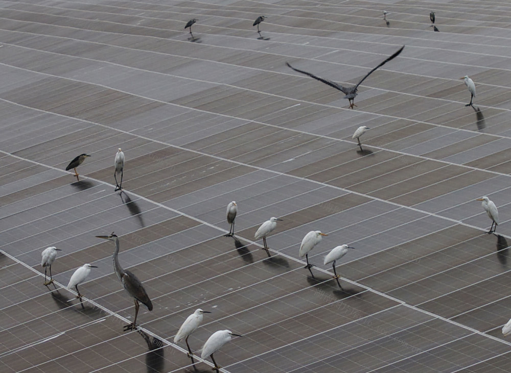 库区生态美 白鹭舞翩跹