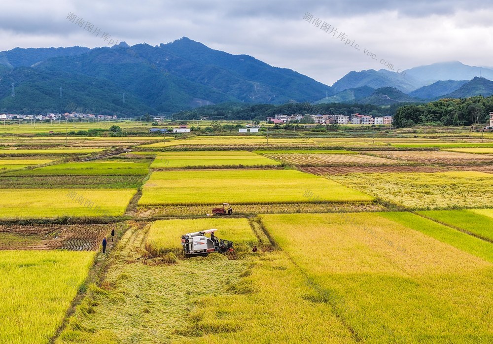 湖南道县：迎战阴雨天 晚稻抢收忙