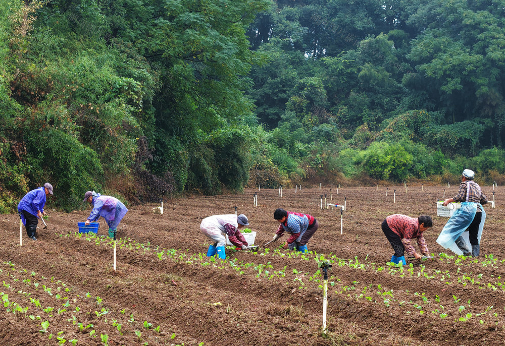 嘉禾：霜降时节 农事忙