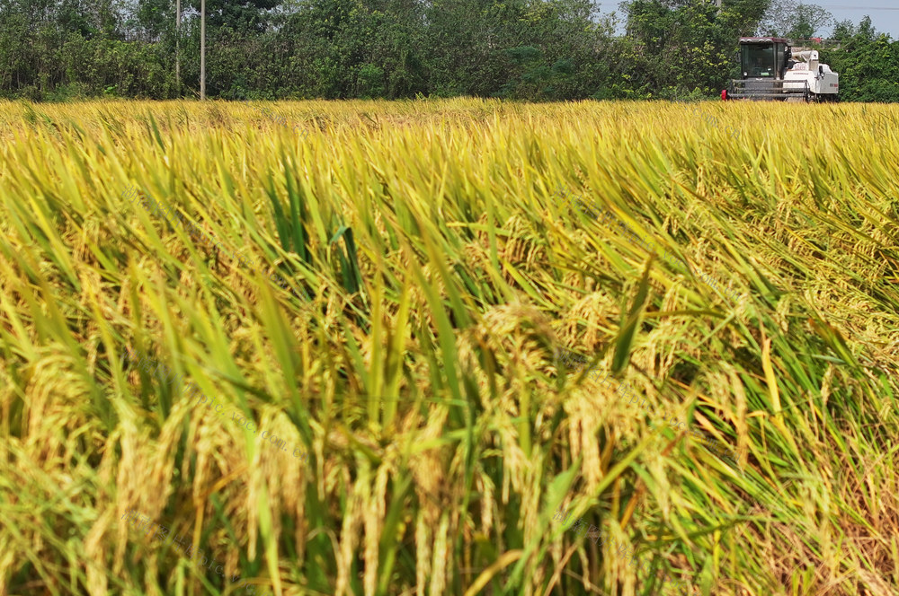 霜降 农事 农时  晚稻 收割