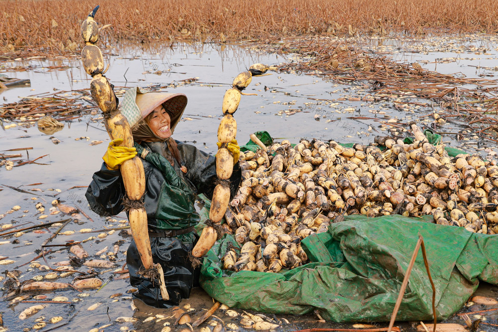 乡村  藕   经济  农业   水产   丰收   